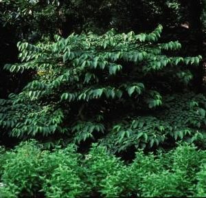 VIBURNUM P. T. `SHASTA`