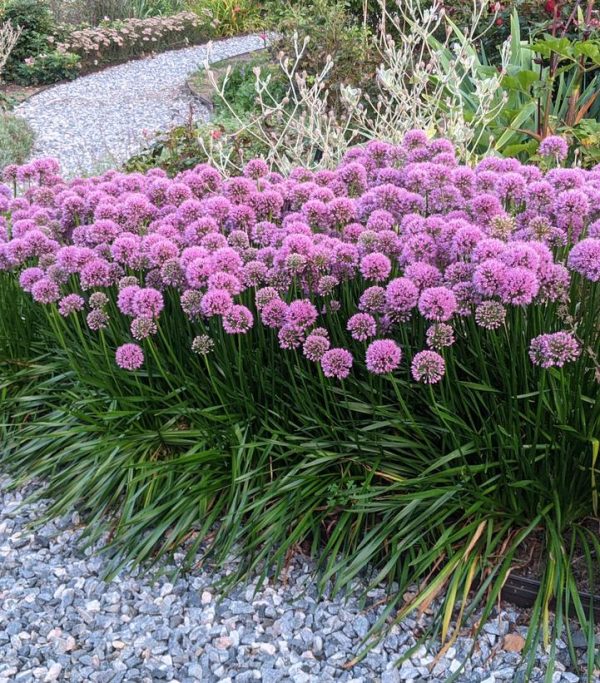 ALLIUM `MILLENIUM`