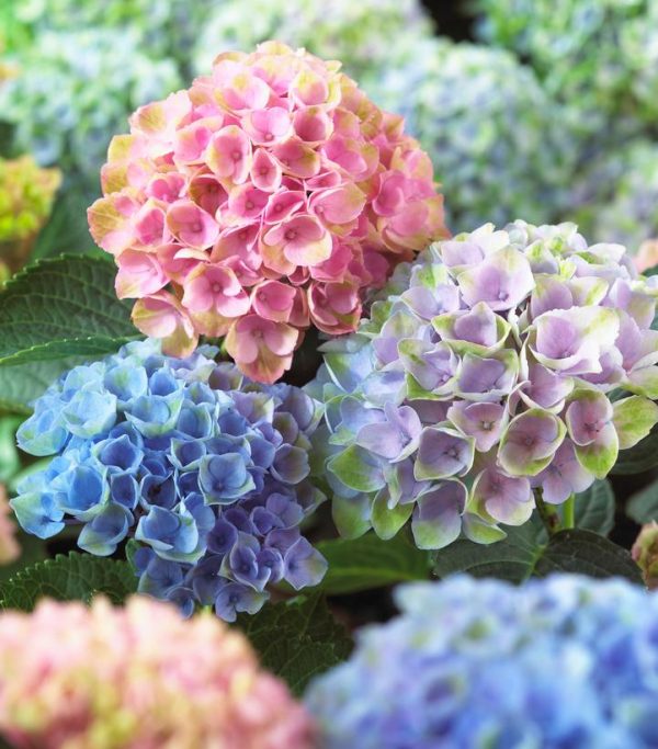 HYDRANGEA M MAGICALr REVOLUTION