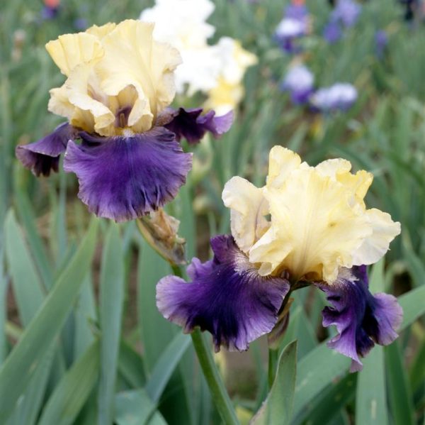 IRIS GERMANICA `JURASSIC PARK` (YELLOW/PURPLE)