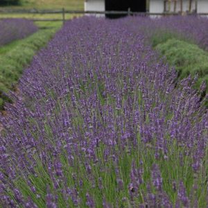 LAVANDULA X INTERMEDIA `PHENOMENALr`
