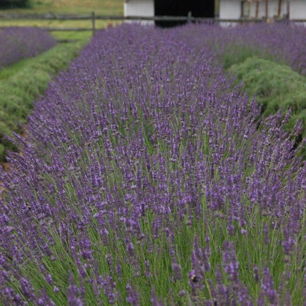 LAVANDULA X INTERMEDIA `PHENOMENALr`