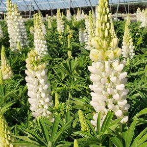 LUPINUS `NOBLE MAIDEN`