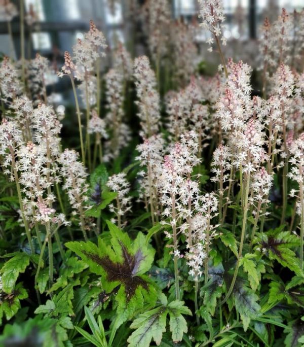 TIARELLA `SUGAR AND SPICE`