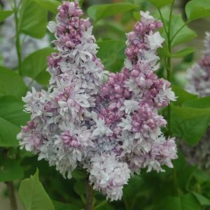 SYRINGA `EQUINOX VALLEY`