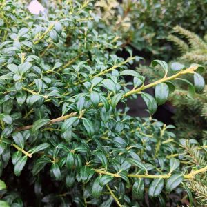 ILEX CRENATA `SOFT TOUCH`