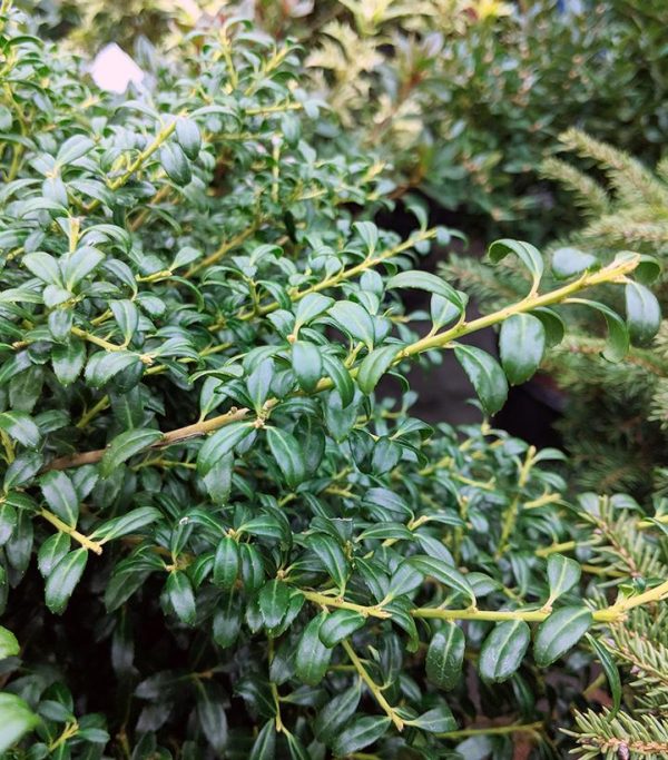 ILEX CRENATA `SOFT TOUCH`