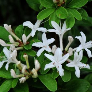 AZALEA VISCOSUM
