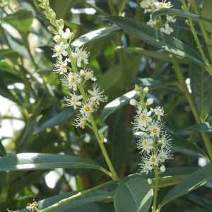 PRUNUS LAUROCERASUS `SCHIPKAENSIS`