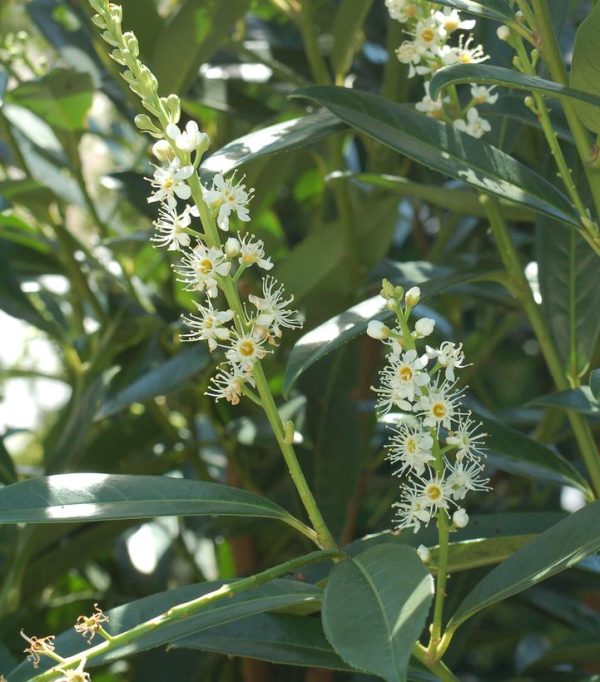 PRUNUS LAUROCERASUS `SCHIPKAENSIS`