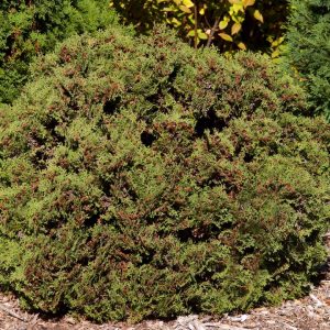 THUJA OCCIDENTALIS `HETZ MIDGET`