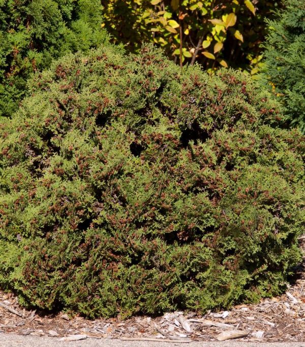 THUJA OCCIDENTALIS `HETZ MIDGET`