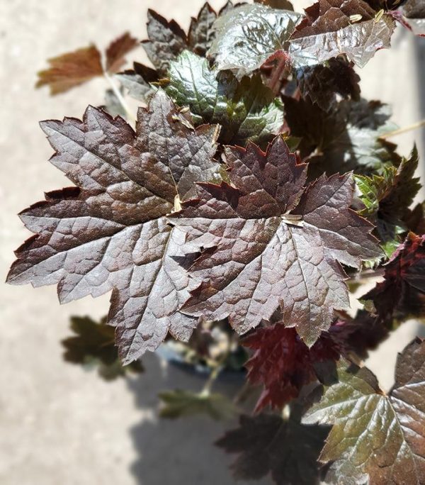 HEUCHERA `BLACKOUT`