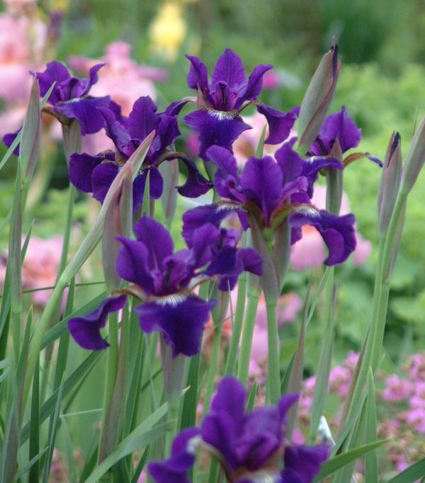 IRIS SIBIRICA `RUFFLED VELVET`