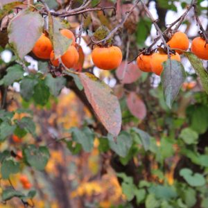 DIOSPYROS VIRGINIANA