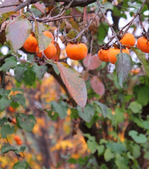 DIOSPYROS VIRGINIANA