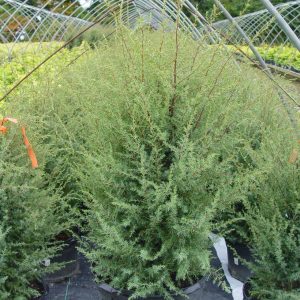 JUNIPERUS COMMUNIS `GNOM`