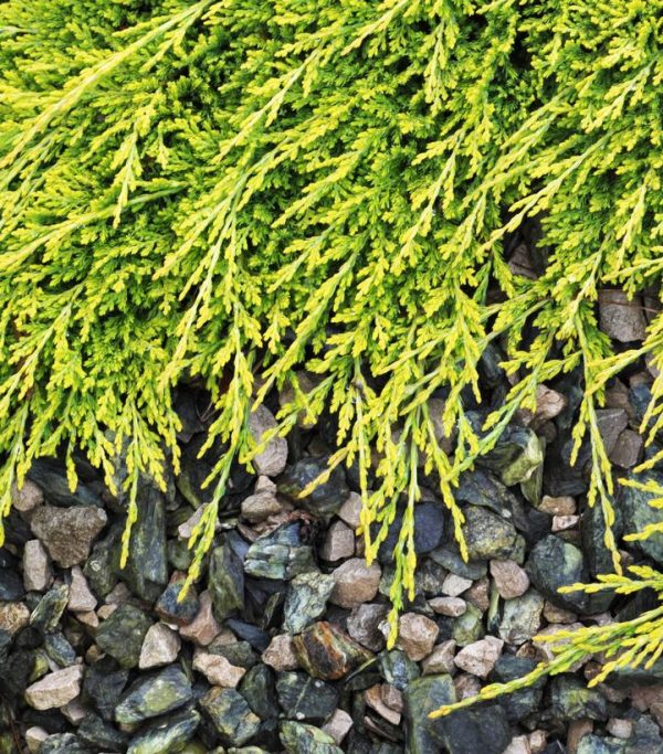 JUNIPERUS HORIZONTALIS `GOLDEN CARPET`