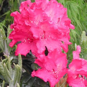 RHODODENDRON `HAAGA`
