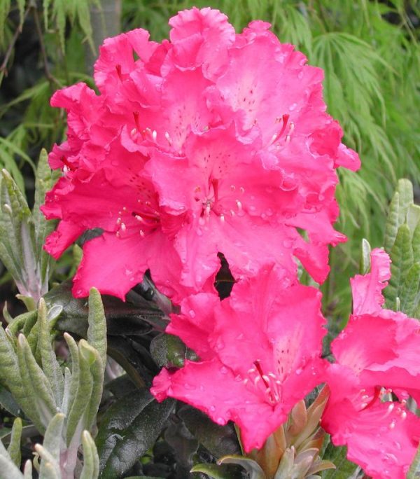 RHODODENDRON `HAAGA`