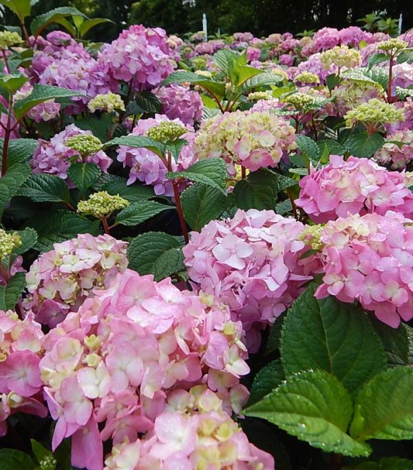 HYDRANGEA M `E.S.BLOOMSTRUCK`