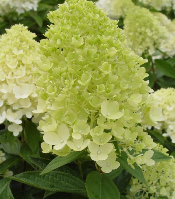 HYDRANGEA PAN. `SWEET SUMMER`