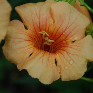 CAMPSIS X TAG. `SUMMER JAZZ SUNRISE GOLD`