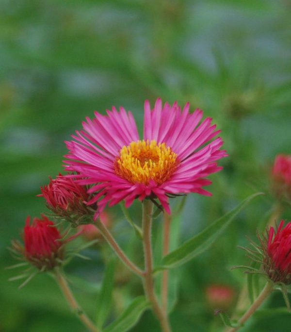 ASTER NOVAE-ANGLIAE `ALMA POTSCHKE`