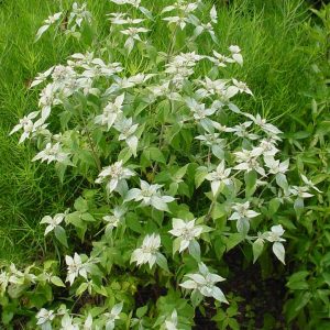 PYCNANTHEMUM MUTICUM