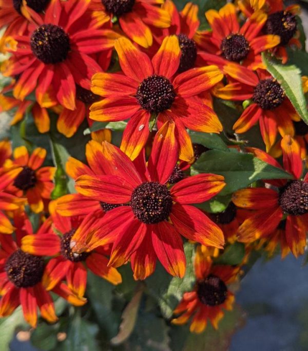RUDBECKIA TRILOBA `PRAIRIE GLOW`