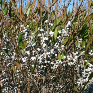 MYRICA PENSYLVANICA `BOBEE`