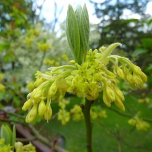 SASSAFRAS ALBIDUM