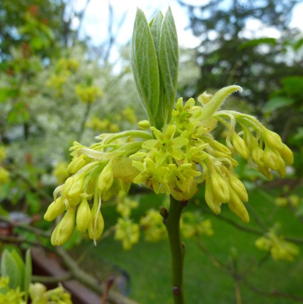 SASSAFRAS ALBIDUM