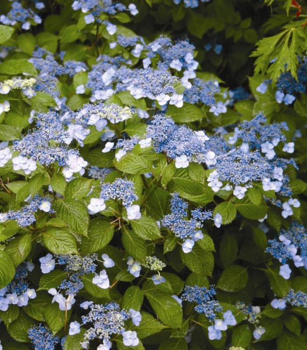 HYDRANGEA M.S. `BLUE BILLOW`