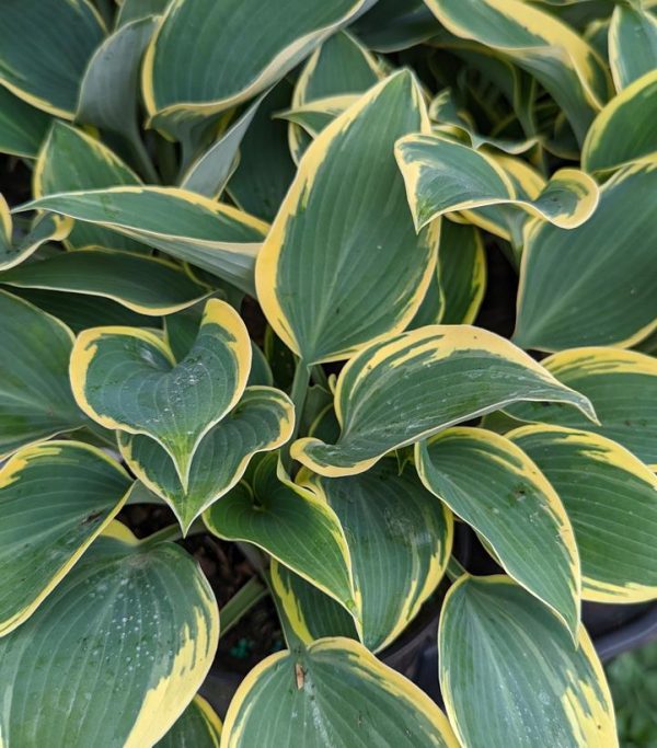 HOSTA `FIRST FROST`