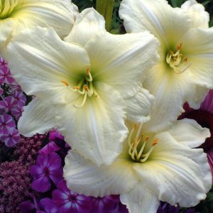 HEMEROCALLIS `JOAN SENIOR`