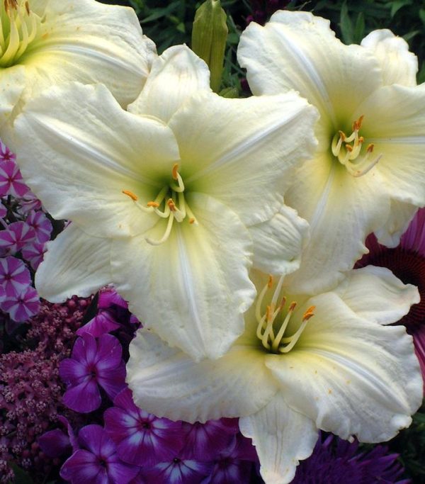HEMEROCALLIS `JOAN SENIOR`