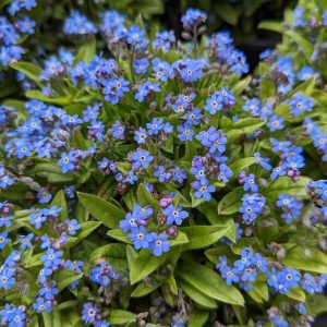 MYOSOTIS SYLVATICA `MON AMIE BLUE`