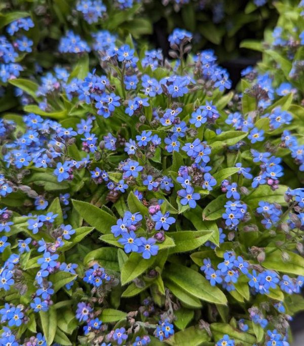 MYOSOTIS SYLVATICA `MON AMIE BLUE`