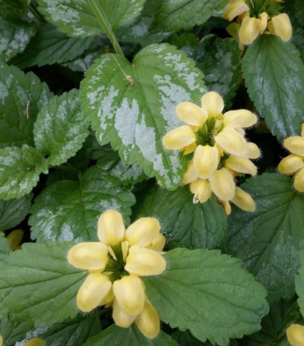 LAMIASTRUM GALEOBDOLON `VARIEGATUM`