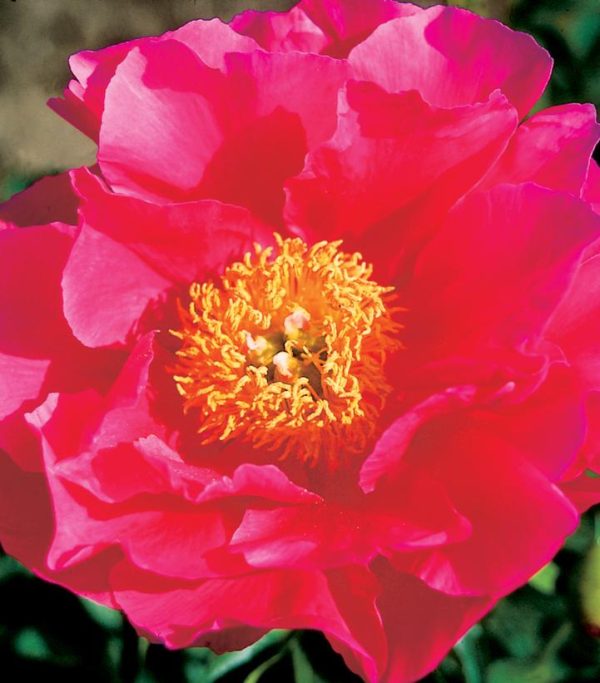 PAEONIA LACTIFLORA `PAULA FAY`