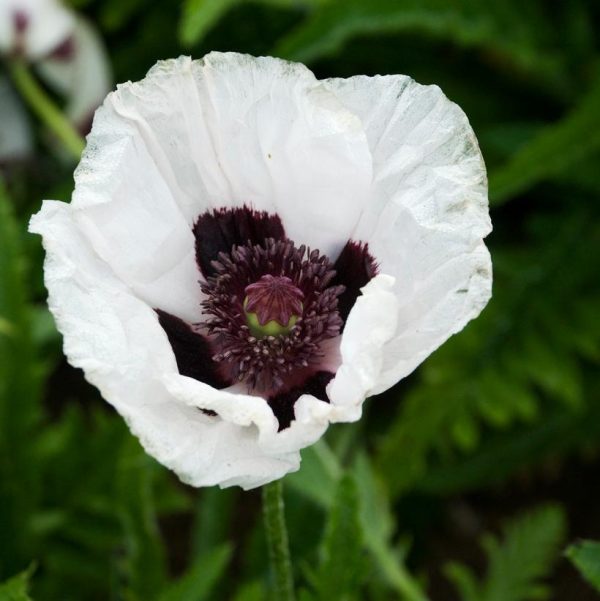 PAPAVER ORIENTALE `ROYAL WEDDING`