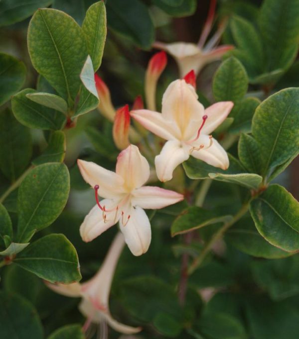 AZALEA VISCOSUM `LEMON DROP`