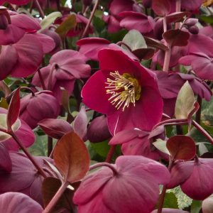 HELLEBORUS X FROSTKISS `ANNA`S RED`