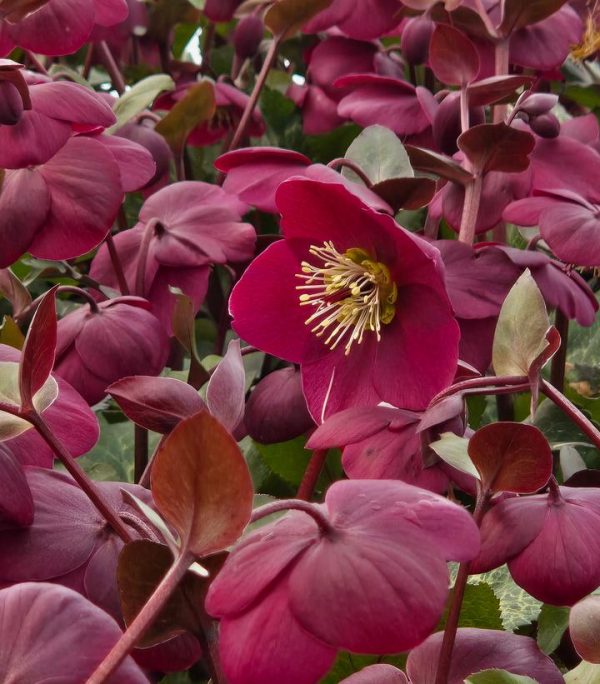 HELLEBORUS X FROSTKISS `ANNA`S RED`