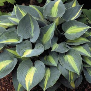 HOSTA `TOUCH OF CLASS`