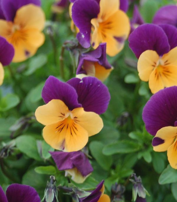 VIOLA `PENNY ORANGE JUMP-UP`