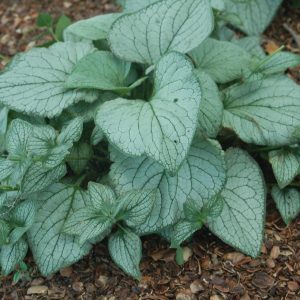 BRUNNERA MACROPHYLLA GARDEN CANDYT `SEA HEART`