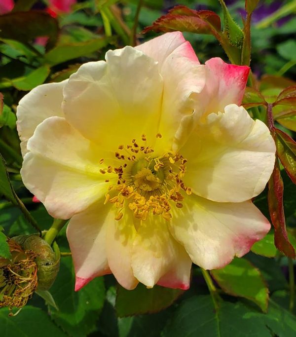 ROSA `CAMPFIRE`