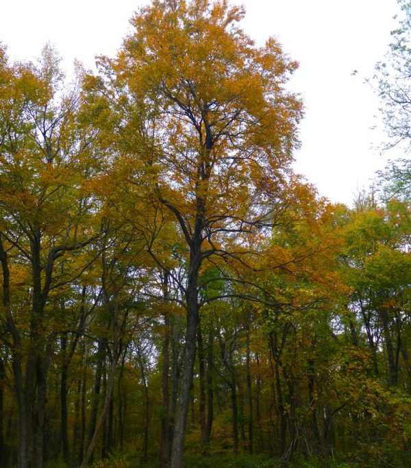 BETULA LENTA